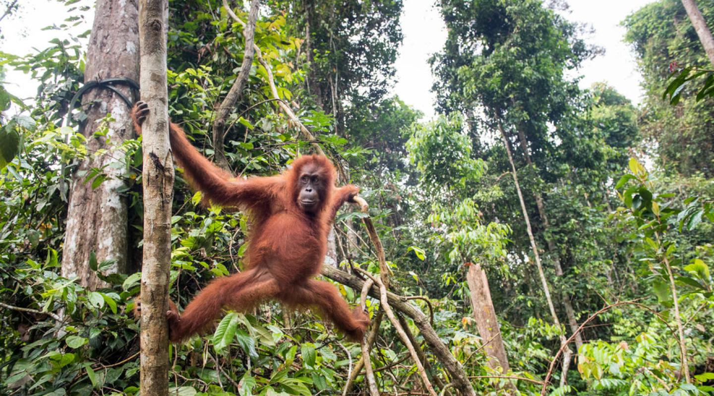 Top 10 Facts About Orangutans | WWF